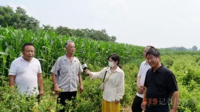 碳氢科技核肥技术助力巨鹿县金银花种植户零农残喜茯丰收