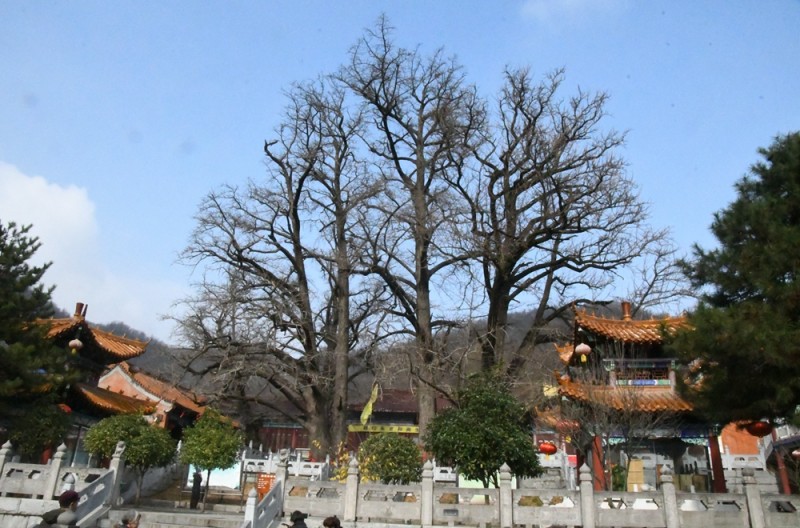 释印来法师三周年纪念法会在河南鲁山文殊寺举办